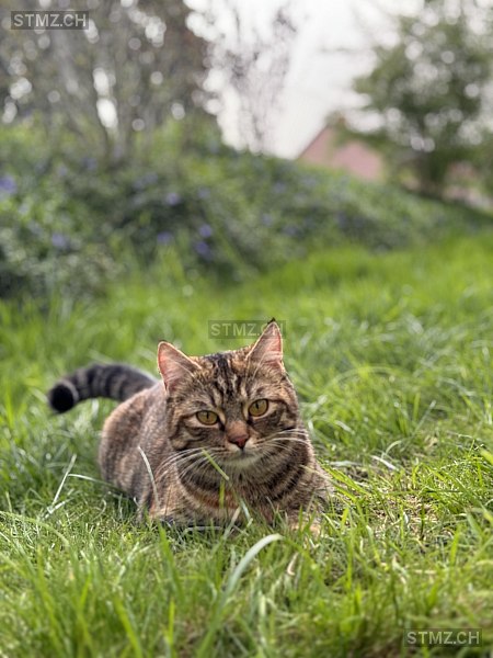 Akira — Hauskatze ♀, Vermisst seit 19.06.2024, Frenkendorf (BL)