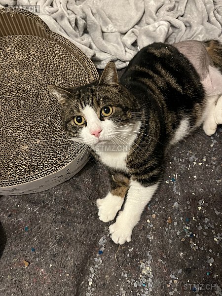 Balu — Hauskatze ♂, Vermisst seit 12.06.2024, Kerzers (FR)