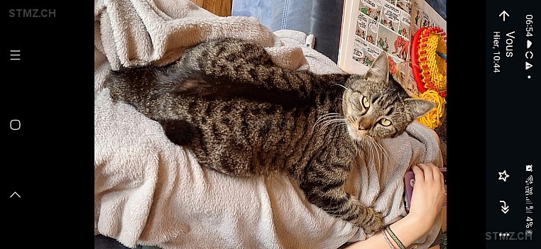 Bouchon — Hauskatze ♂, Vermisst seit 16.06.2024, Riaz (FR)