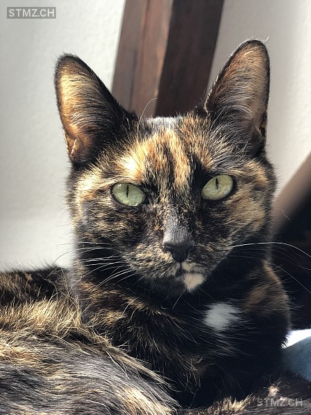 Kitty — Hauskatze ♀, Vermisst seit 20.06.2024, Näfels (GL)