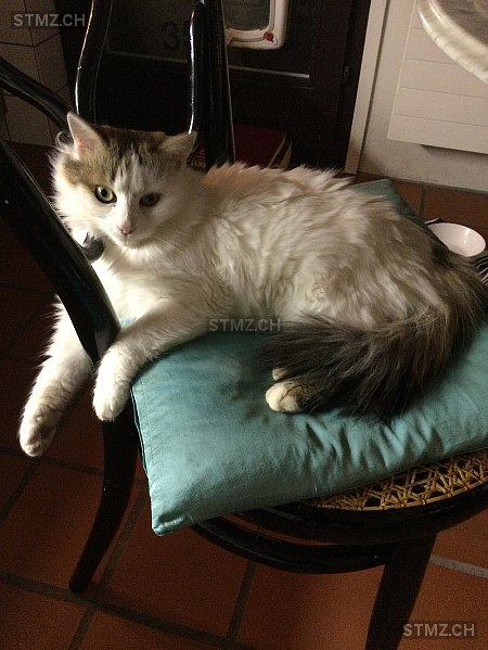 Lui — Hauskatze ♂, Vermisst seit 15.06.2024, Zürich (ZH)