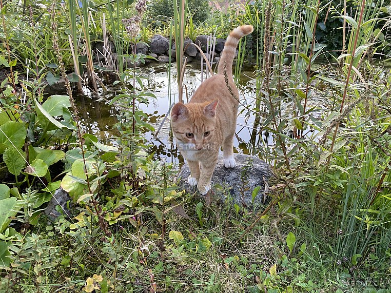 Mikesch — Hauskatze ♂, Vermisst seit 14.06.2024, Stallikon (ZH)