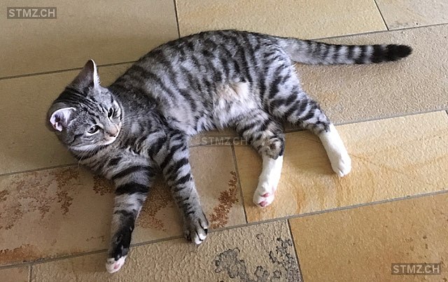 Cleo — Hauskatze ♂, Vermisst seit 15.06.2024, Stallikon (ZH)