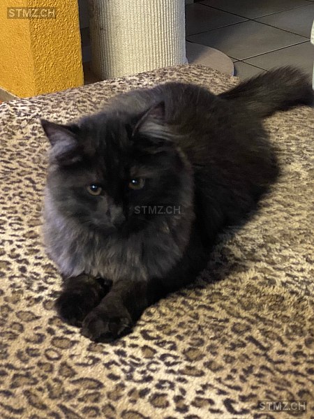 Ramses — Norwegische Waldkatze ♂, Vermisst seit 09.06.2024, Rudolfstetten (AG)