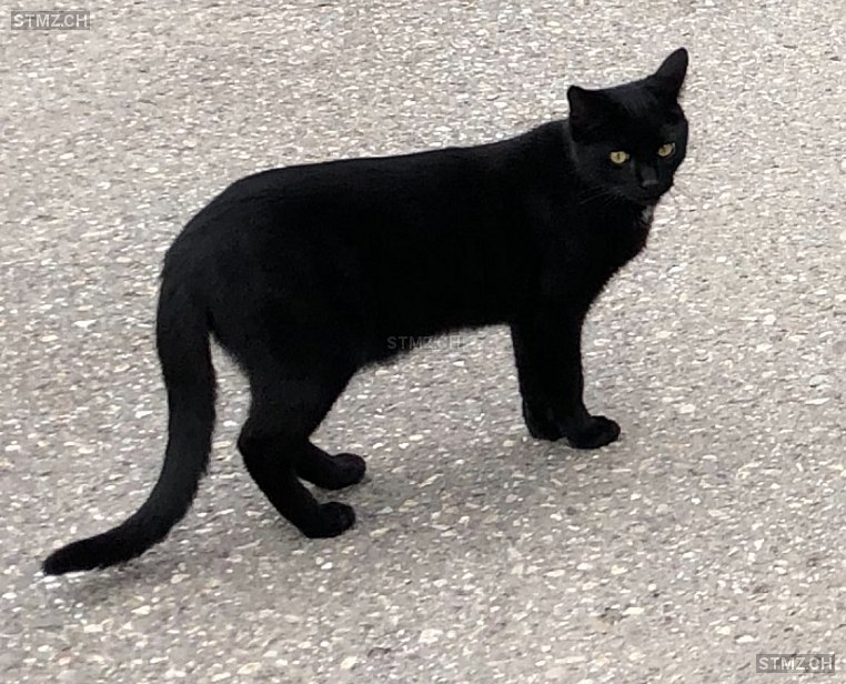 Cooper — Hauskatze ♂, Vermisst seit 10.06.2024, Zollbrück (BE)