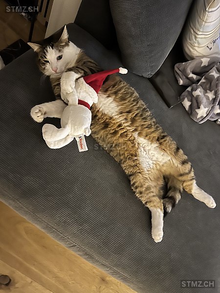 Charly — Hauskatze ♂, Vermisst seit 24.06.2024, Hilterfingen (BE)