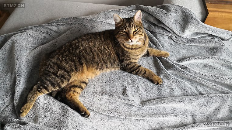 Franky — Hauskatze ♂, Vermisst seit 21.05.2024, Rebstein (SG)