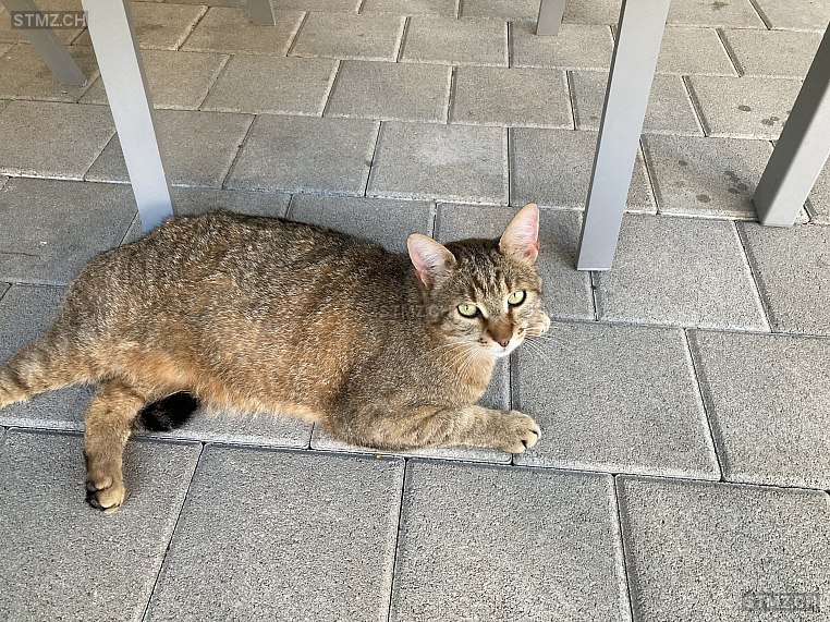 Lumi — Hauskatze ♂, Vermisst seit 23.06.2024, Dürrenäsch (AG)