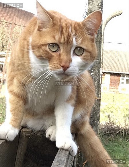 Kuma — Hauskatze ♂, Vermisst seit 25.06.2024, Reinach AG (AG)