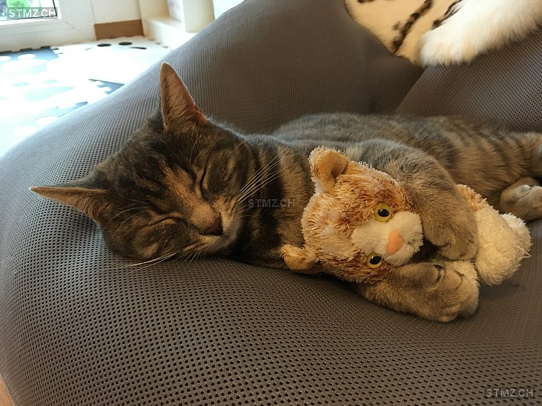 Ria — Hauskatze ♀, Vermisst seit 25.06.2024, Urtenen-Schönbühl (BE)