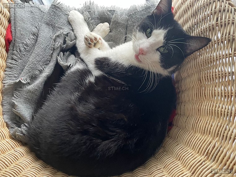 Théo — Hauskatze ♂, Vermisst seit 22.06.2024, Solothurn (SO)