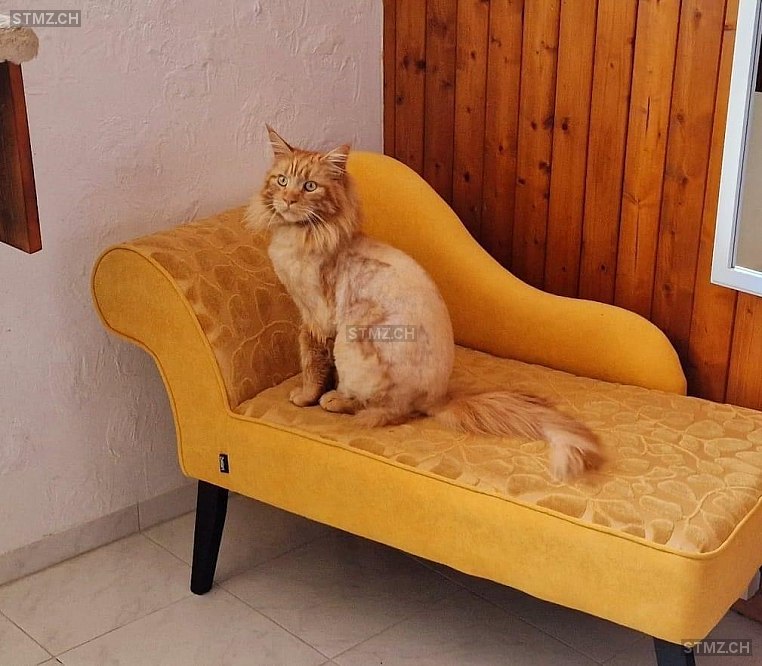 Maroochy — Maine Coon ♂, Vermisst seit 14.06.2024, Dotnacht (TG)