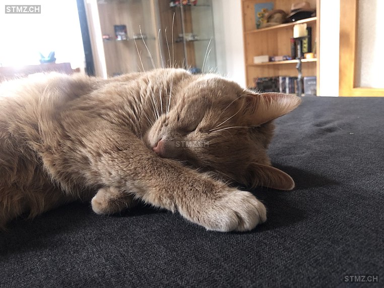 Pinocchio — Hauskatze ♂, Vermisst seit 22.06.2024, Montricher (VD)