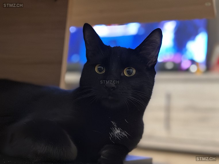 Salem — Hauskatze ♂, Vermisst seit 28.06.2024, Onex (GE)