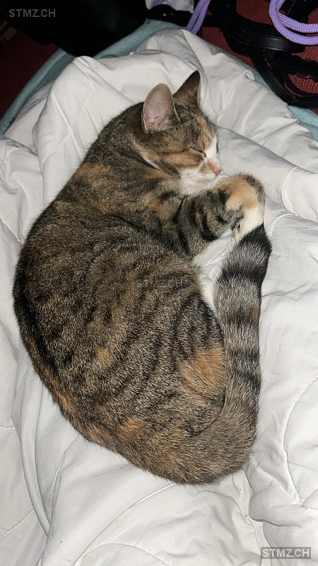 Molly — Hauskatze ♀, Vermisst seit 27.06.2024, Weingarten-Kalthäusern (TG)