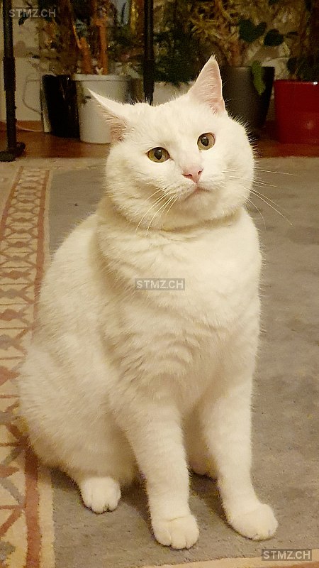 Momo — Hauskatze ♂, Perdu depuis 27.06.2024, Ottikon bei Kemptthal (ZH)