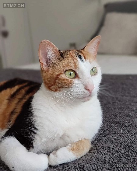 Brindille — Hauskatze ♀, Vermisst seit 25.06.2024, Lucens (VD)