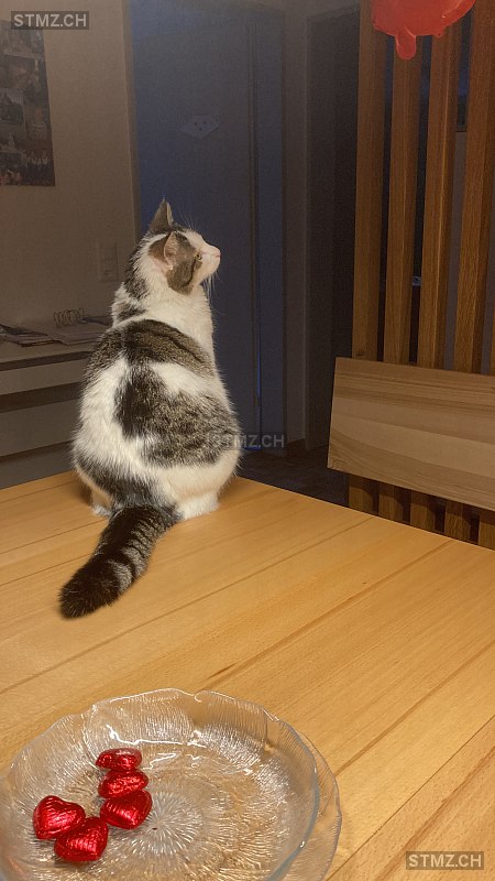 Lilli — Hauskatze ♀, Vermisst seit 19.06.2024, Giswil (OW)