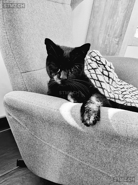 Calimero — Hauskatze ♂, Vermisst seit 24.06.2024, Magden (AG)