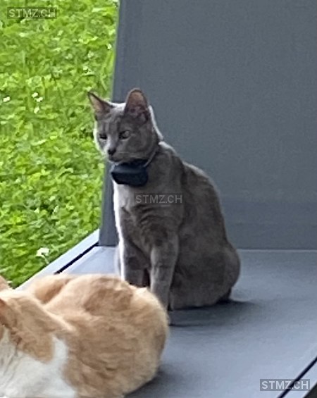 Nouba — Hauskatze ♀, Vermisst seit 02.07.2024, Chavannes-près-Renens (VD)