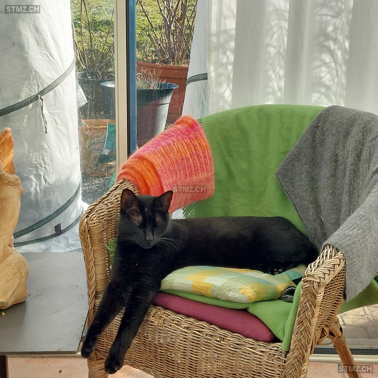 Ducci — Hauskatze ♀, Vermisst seit 25.06.2024, Reinach AG (AG)