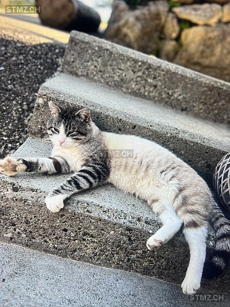 Opala — Siamkatze ♂, Vermisst seit 23.05.2024, Bärschwil (SO)