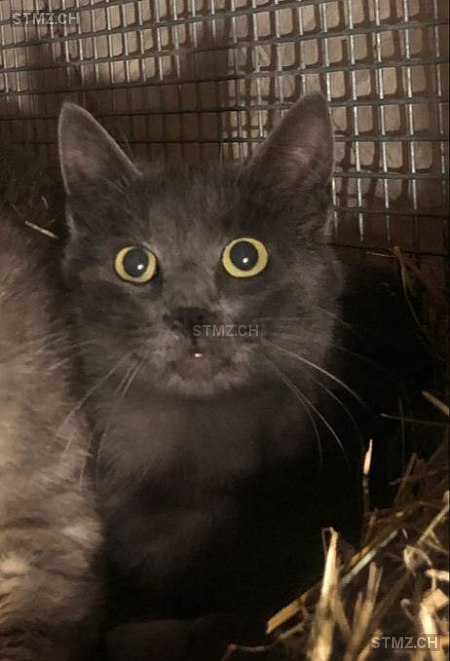 Grisou — Hauskatze ♂, Vermisst seit 01.07.2024, Le Locle (NE)