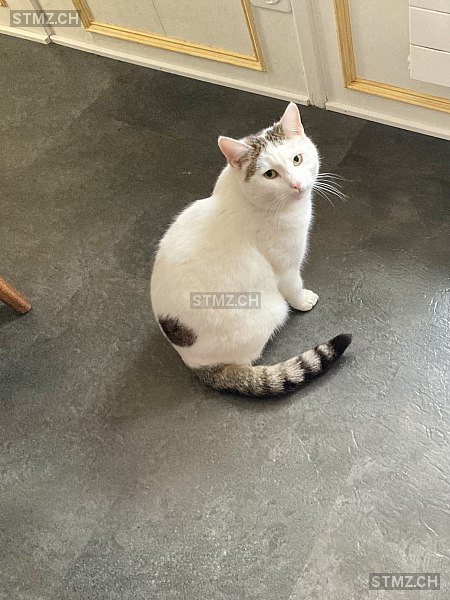 Leo — Hauskatze ♂, Vermisst seit 12.04.2024, Altendorf (SZ)