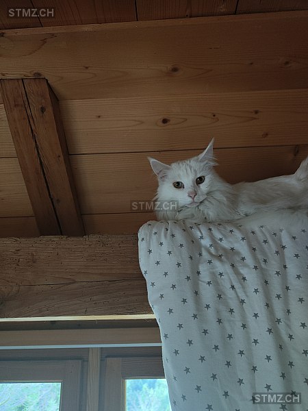 Ayra — Maine Coon ♀, Vermisst seit 02.07.2024, Oberegg (AI)