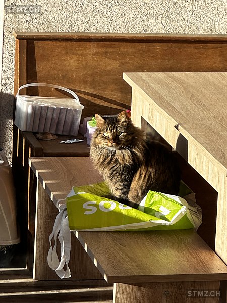 Gloria — Türkisch Angora ♀, Vermisst seit 30.06.2024, St. Peter (GR)