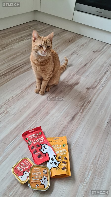 Mr. Business — Hauskatze ♂, Vermisst seit 05.07.2024, Glis (VS)