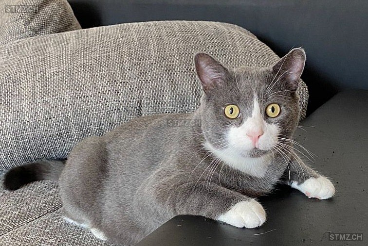 Gary — Hauskatze ♂, Vermisst seit 15.09.2023, Lully FR (FR)