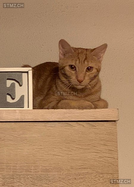 Flamara — Hauskatze ♀, Vermisst seit 01.06.2024, Hintermoos (LU)