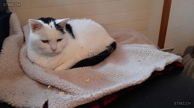 Vermisste Katzen #344392 — Hauskatze ♀, Vermisst seit ?, St. Margrethen SG (SG)