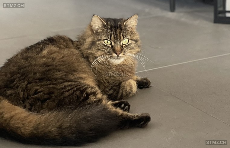 Maple — Hauskatze ♀, Vermisst seit 09.05.2024, Steffisburg (BE)
