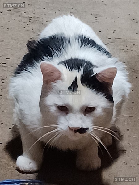 Kati — Hauskatze ♂, Vermisst seit 02.07.2024, Maschwanden (ZH)