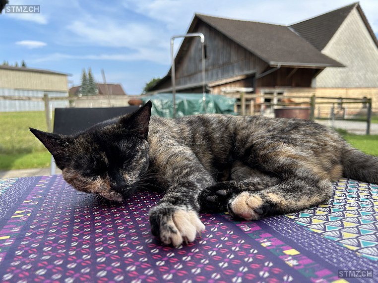 Chily — Hauskatze ♀, Vermisst seit 06.07.2024, Frasnacht (TG)