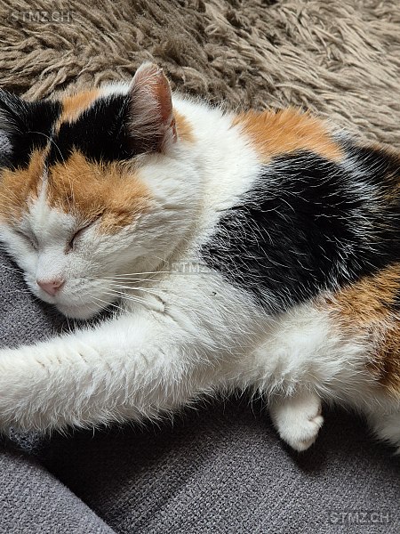 Spider — Hauskatze ♀, Vermisst seit 08.07.2024, Hallwil (AG)