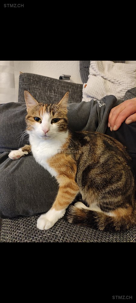 Zora — Hauskatze ♀, Vermisst seit 08.07.2024, Egnach (TG)