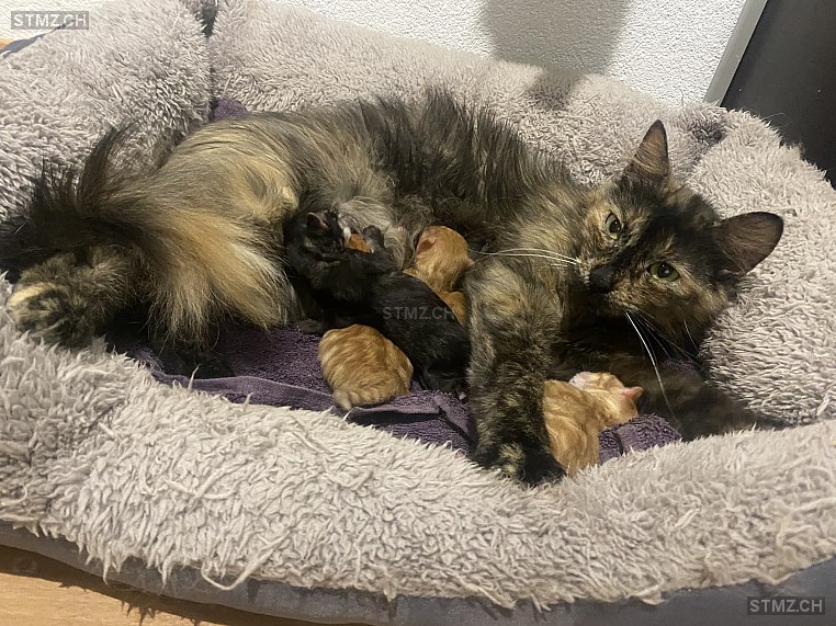 Cupcake — Hauskatze ♀, Vermisst seit 25.06.2024, Bütschwil (SG)