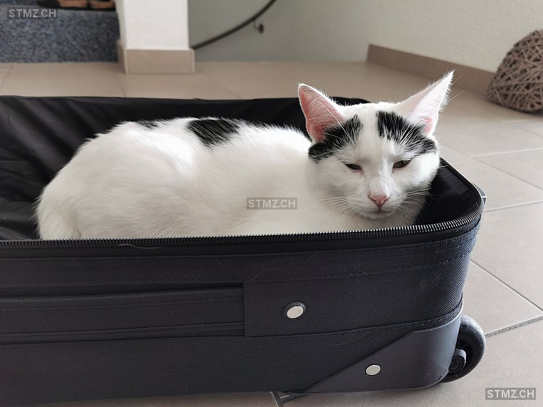 Lily — Hauskatze ♀, Vermisst seit 08.07.2024, Worblaufen (BE)