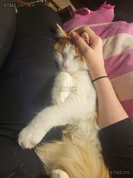 Rocky — Hauskatze ♂, Vermisst seit 09.07.2024, Würenlingen (AG)