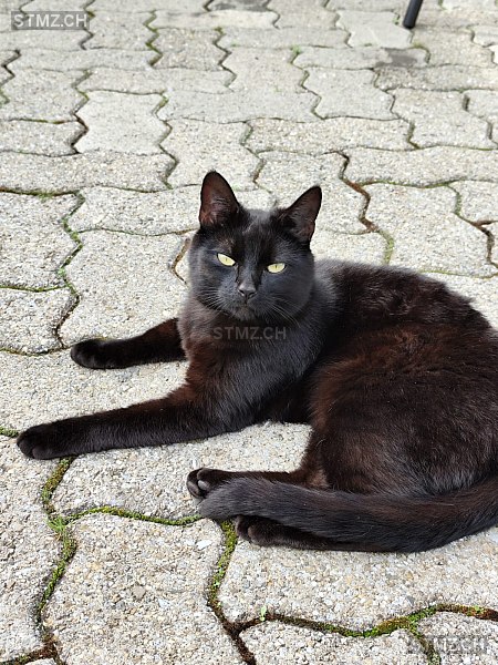 Sally — Hauskatze ♀, Vermisst seit 05.07.2024, Unterentfelden (AG)