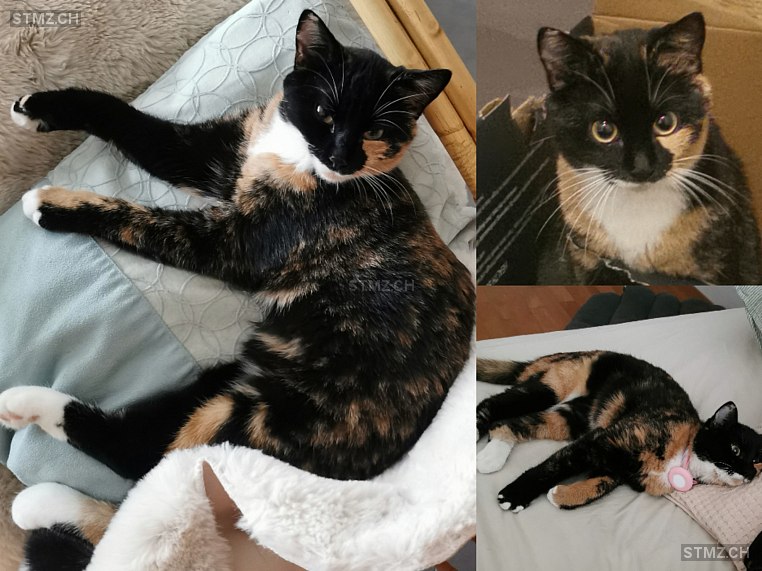 Malea — Hauskatze ♀, Vermisst seit 29.05.2024, Muri AG (AG)