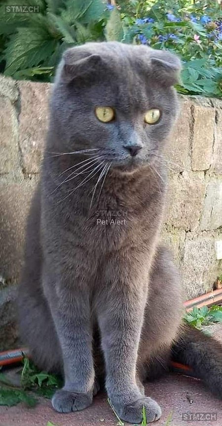 Chassac — Katze ♂, Vermisst seit 15.08.2023, Sion (VS)