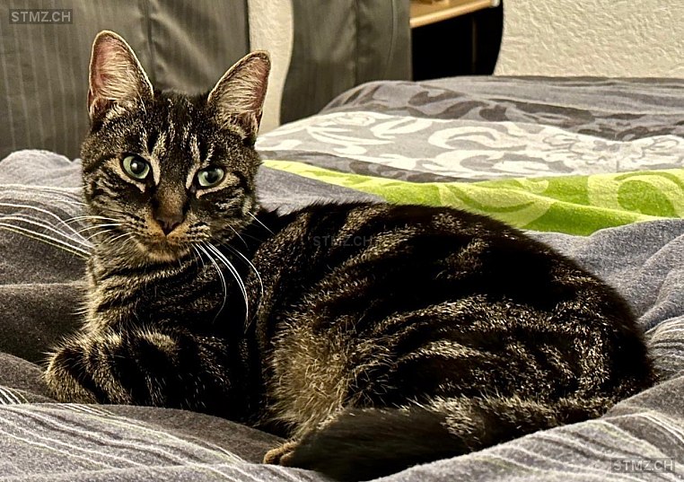 Siro — Hauskatze ♂, Vermisst seit 09.07.2024, Zollbrück (BE)