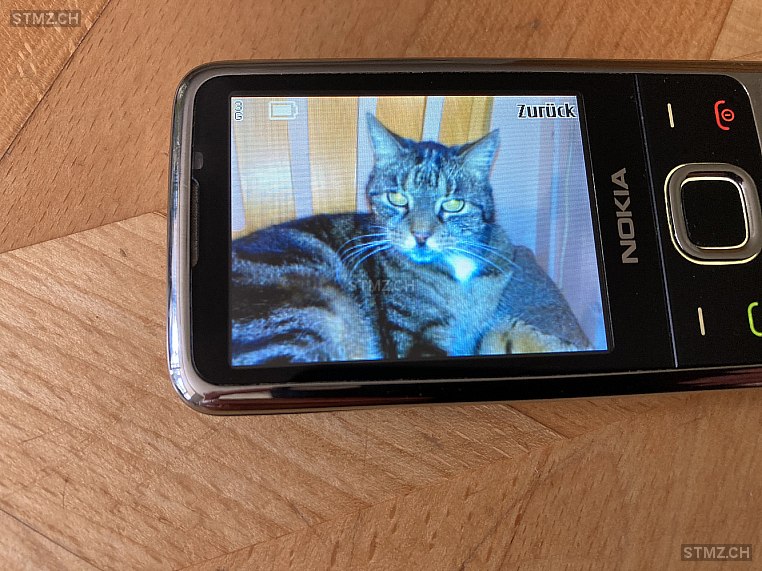 Schnufi — Hauskatze ♀, Vermisst seit 04.07.2024, Zürich (ZH)