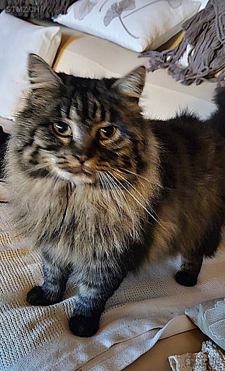 Jojce — Maine Coon ♀, Vermisst seit 03.07.2024, Hofstatt (LU)