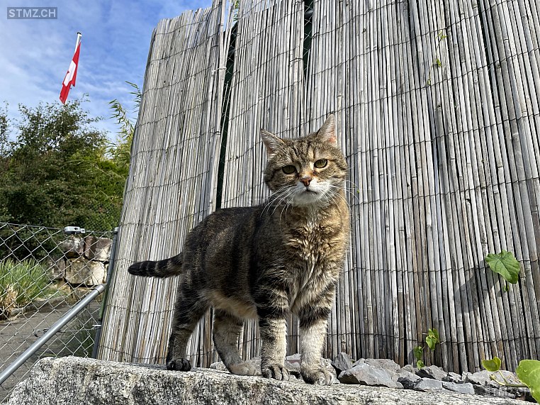 Tigrina — Hauskatze ♀, Vermisst seit 13.07.2024, Hunzenschwil (AG)