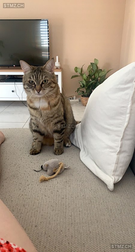 Mia — Hauskatze ♀, Vermisst seit 11.07.2024, Bätterkinden (BE)